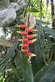 090410IMG_sk_0758birdparadise (31)